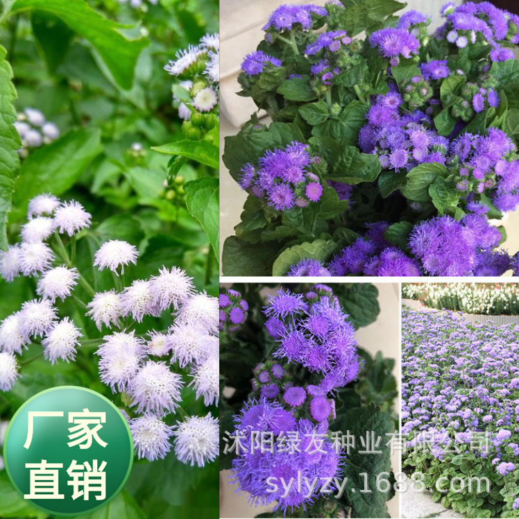 批发多年生宿根食用藿香蓟种子五香叶鱼香草种子阳台庭院蔬菜种籽