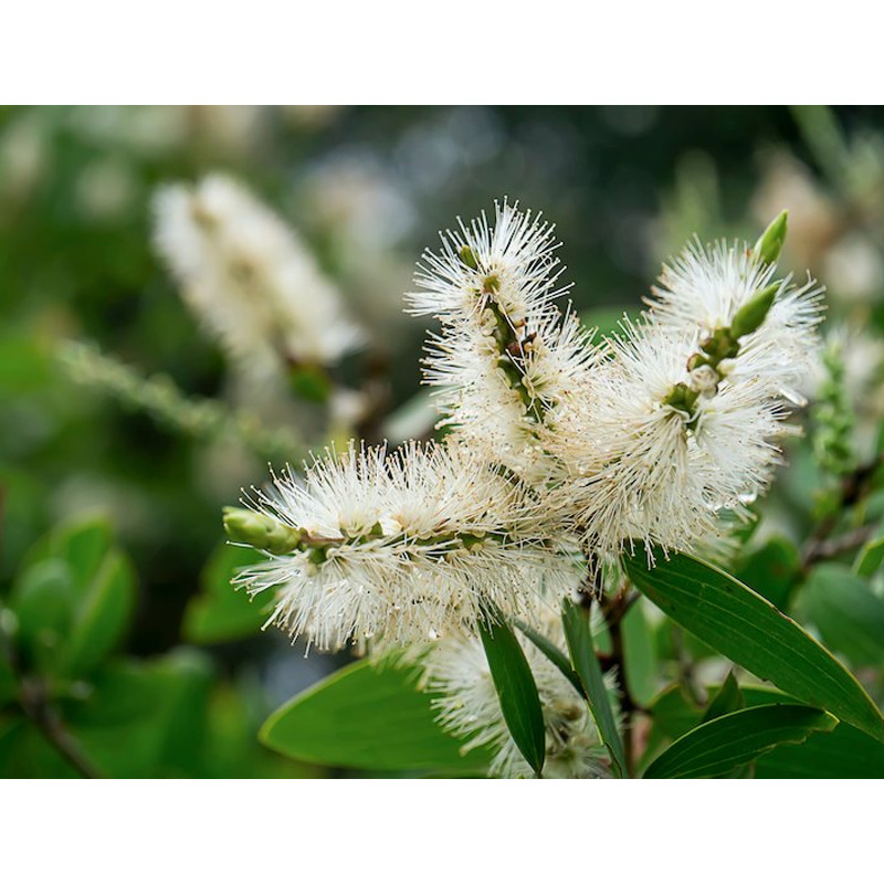 阿甘树绿花白千层精油 niaouli单方精油melaleuca quinquenervia