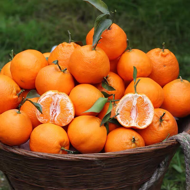 蒲江春见耙耙柑新鲜水果孕妇水果味甜多汁新鲜柑橘耙耙柑春见眉山