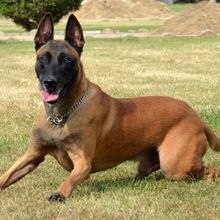 纯种赛系双血统德国牧羊犬幼犬活体赛级锤系德牧家养狼狗宠物警犬