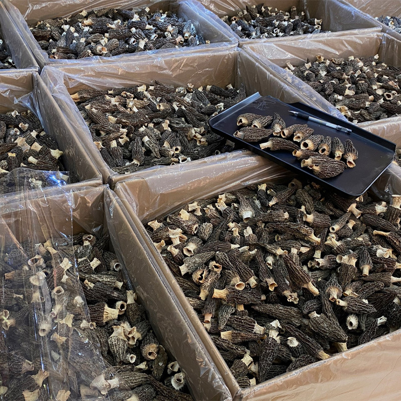 云南头茬羊肚菌干货大连批发新鲜菌种四川产地干羊肚菌菇鲜货煲汤