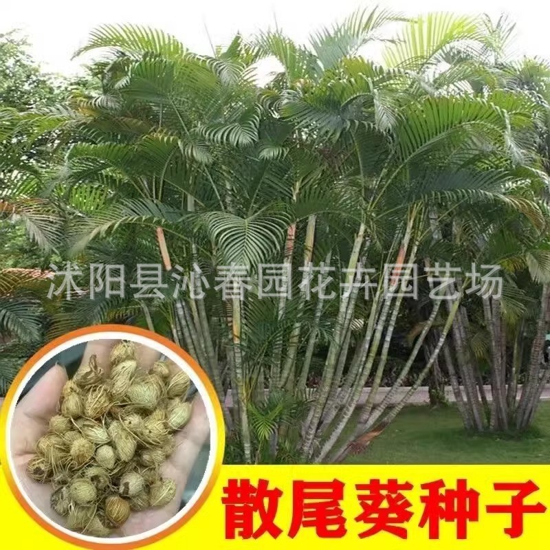 散尾葵种子批发 黄椰子种子 凤尾竹 紫葵 盆栽种子林木绿化种子