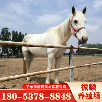 旅游用伊犁马出售 照相公园骑的半血马,骑乘马视频