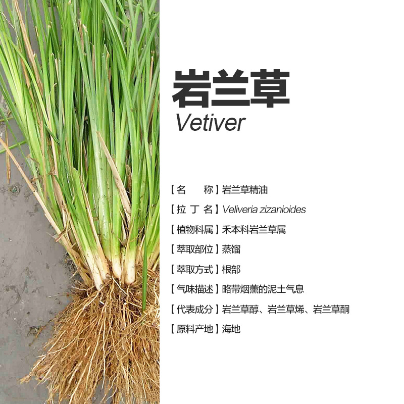 阿甘树岩兰草纯露vetiveria zizanoides
