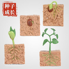 儿童科教仿真实心大豆种子成长周期动物植物生长过程沙盘造景摆设