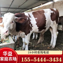 西门塔尔牛犊价格 架子牛 利木赞繁殖母牛 肉牛养殖场 牛价格