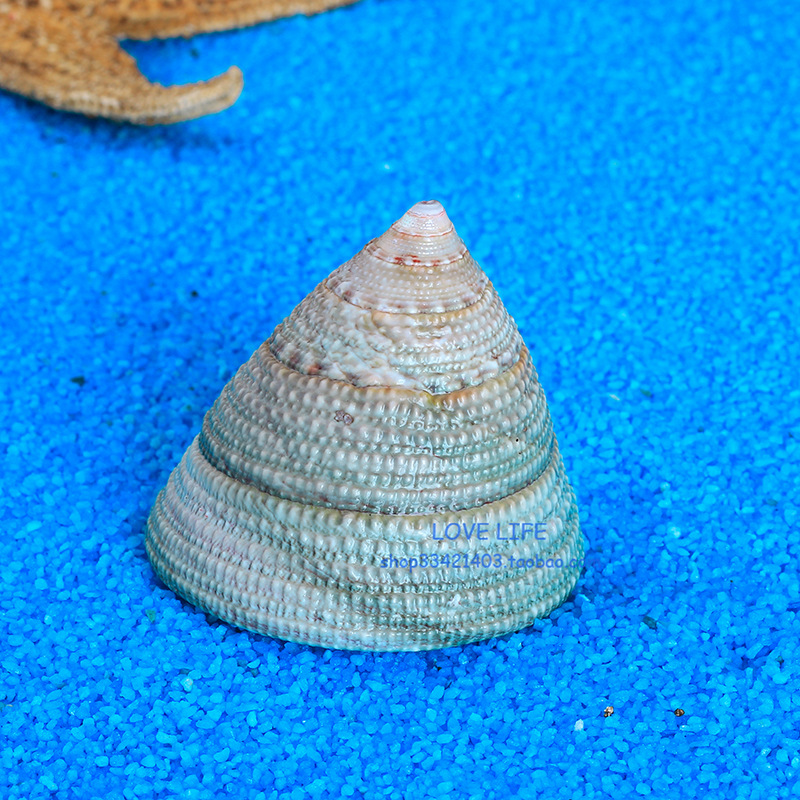 绿塔螺绿螺5cm天然贝壳海螺地中海家居摄影道具水族箱鱼缸造景