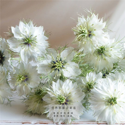 黑种草种子混色香草波斯宝石黑子草阳台盆栽观花种子四季播黑种菊