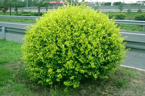 丛生大叶女贞40公分50公分好成活易管理丛生大叶女贞球 量大价优