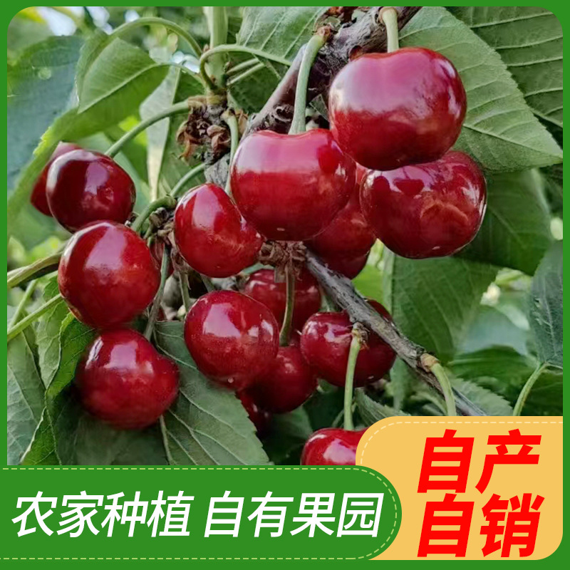 自家果园现摘新鲜正宗烟台福山栖霞美早大樱桃车厘子顺丰包邮