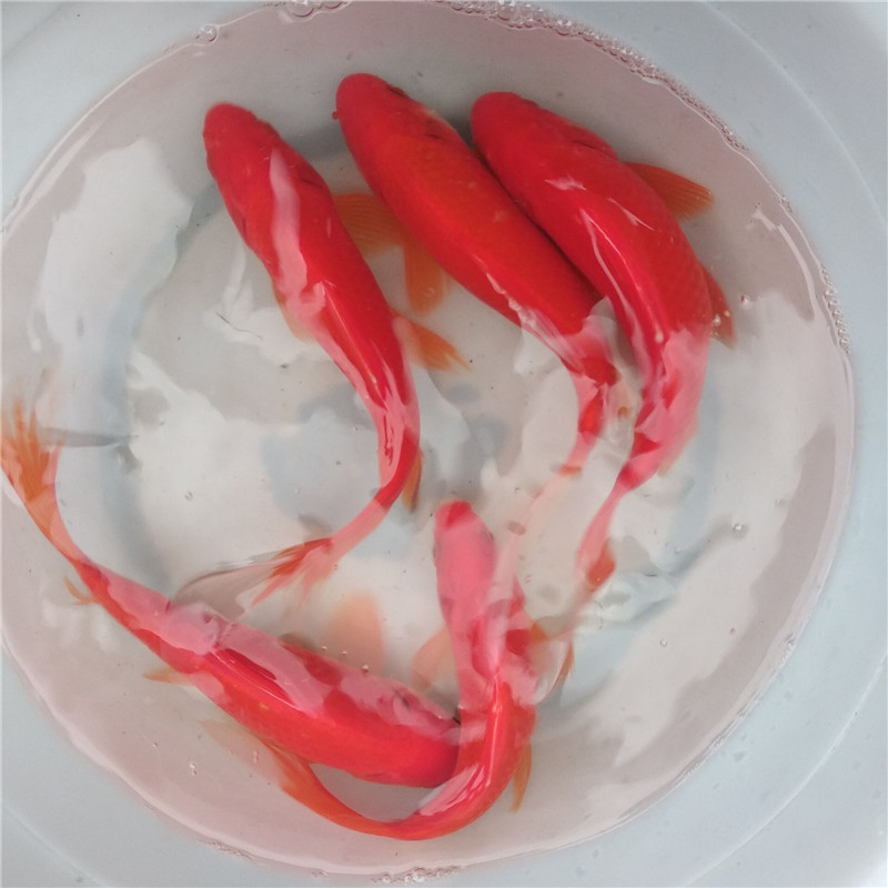 包邮红草5条装活体锦鲤金鱼草金冷水鱼观赏鱼活鱼饲料锦鲫鱼苗鱼1