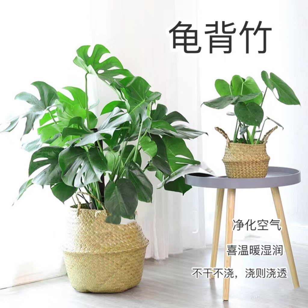 龟背竹北欧风客厅大型水培植物绿植摆件净化空气龟背竹盆栽绿植