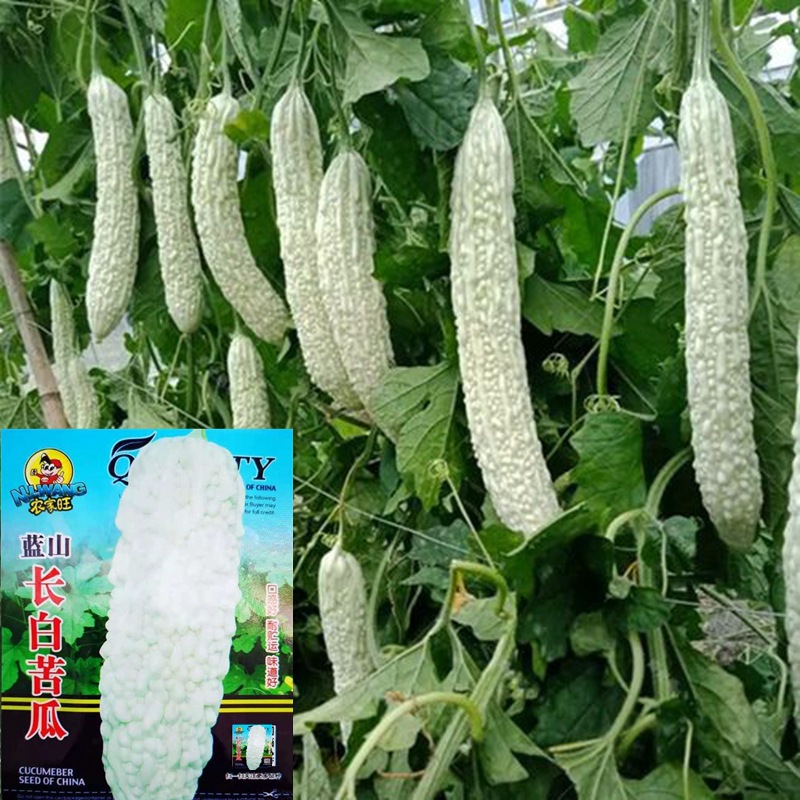 白皮苦瓜种子春季田园青皮白皮苦瓜农家四季蔬菜种籽