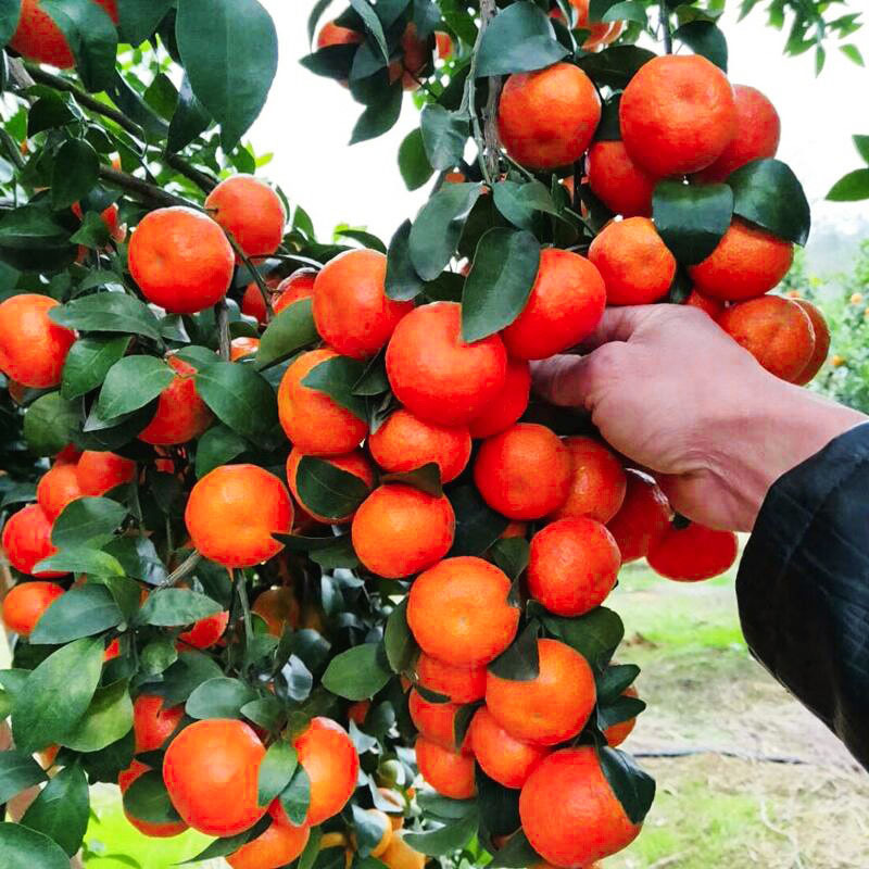 沙糖桔树苗地栽盆栽柑桔果树果苗南方北方种植嫁接砂糖橘橘子树苗