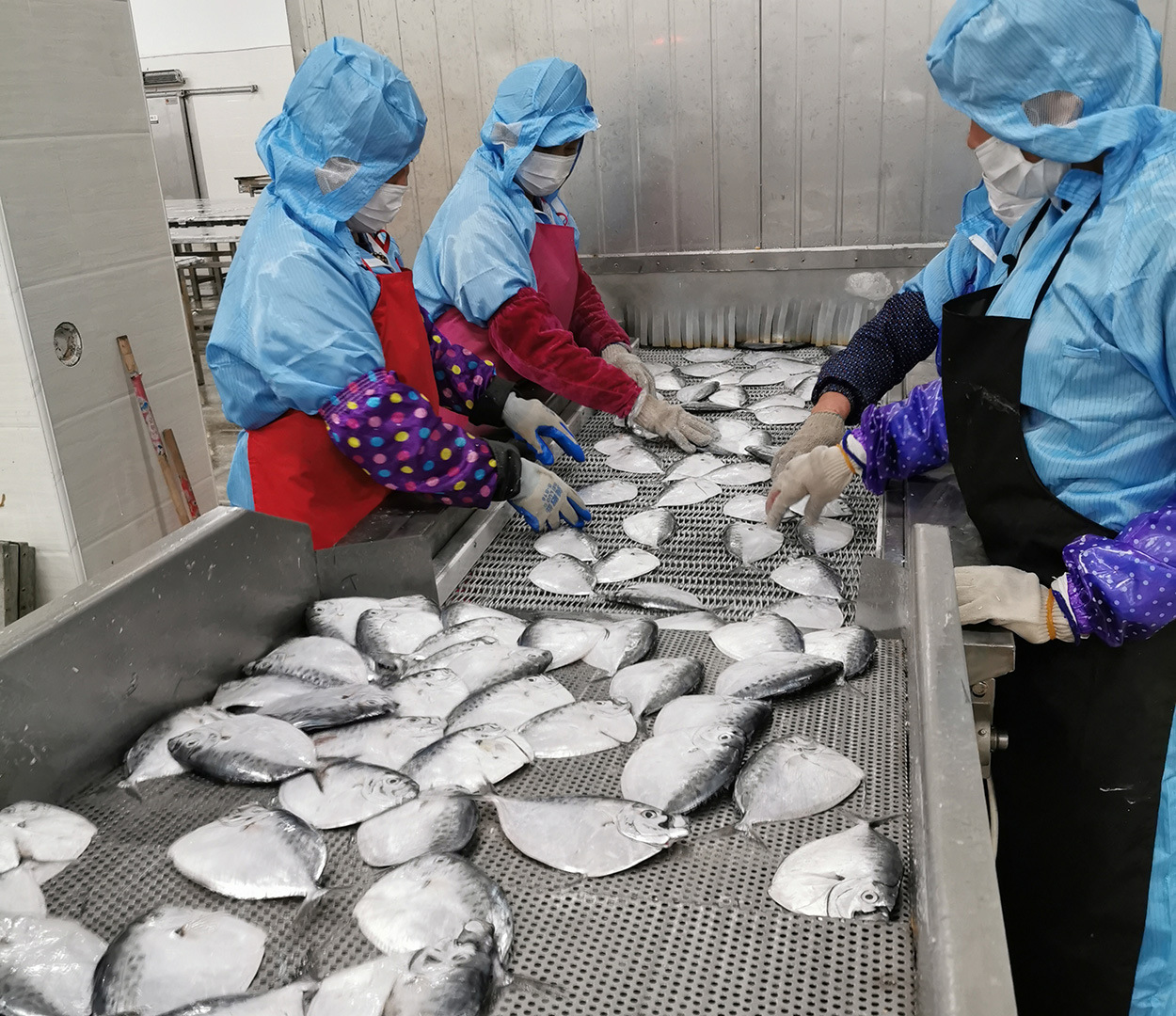 创发水产条冻刀鲳鱼灯光围网a 40-60皮刀鱼月亮鱼冷冻品烧烤食材