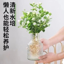 新潮水培茉莉花盆栽带花苞四季开花好养植物室内好养办公室驱蚊虫