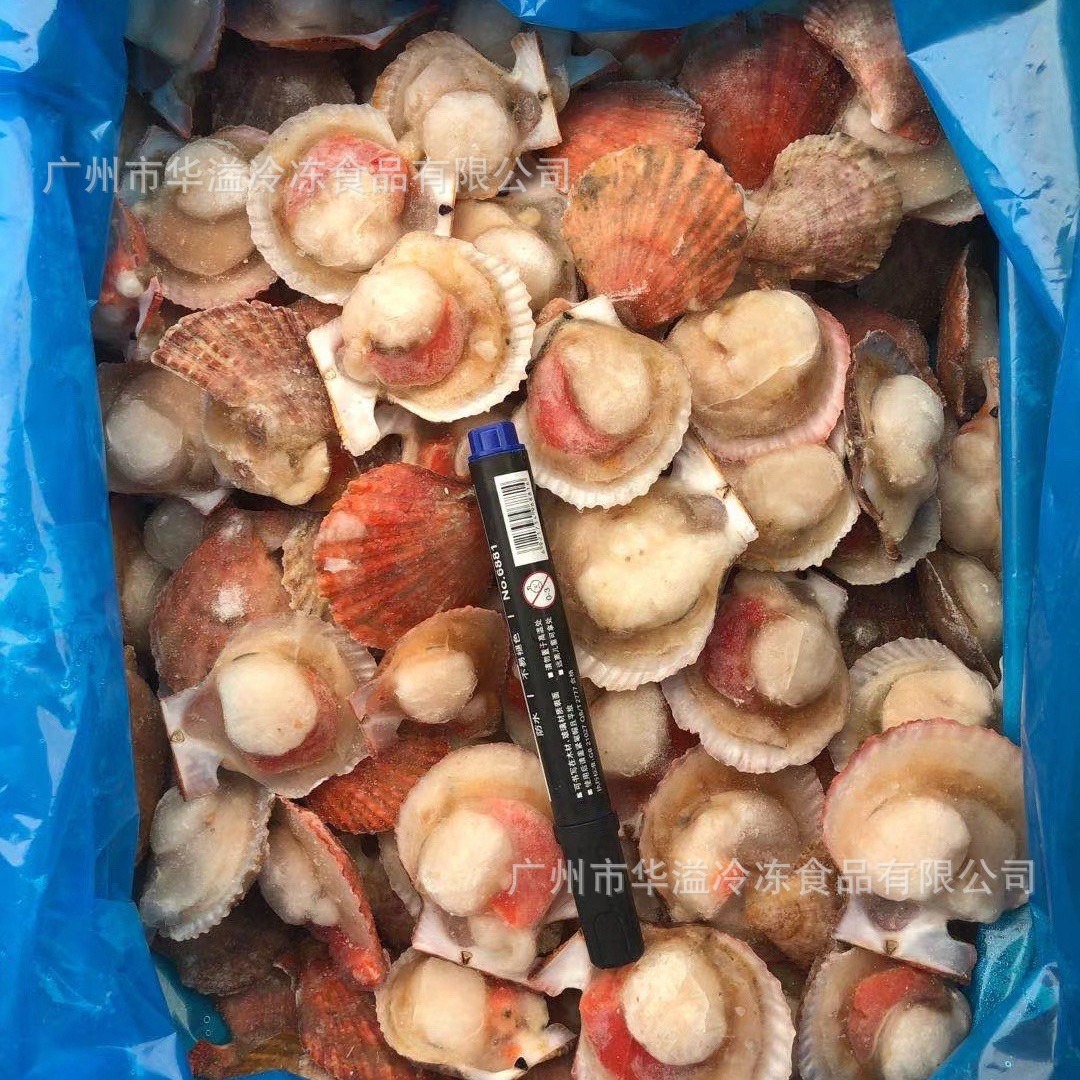 冷冻贵妃贝 半壳小扇贝 10斤/箱 自助餐食材冷冻半壳