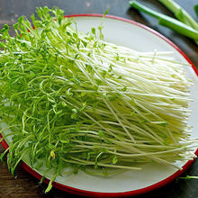 新鲜有机水培豌豆苗豆芽苗豌豆尖上汤蔬菜火锅西餐食材沙拉菜500g