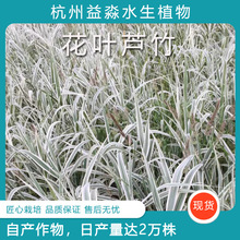 花叶芦竹水生花卉 芦竹花边芦竹盆栽 池塘植物芦苇绿化工程用