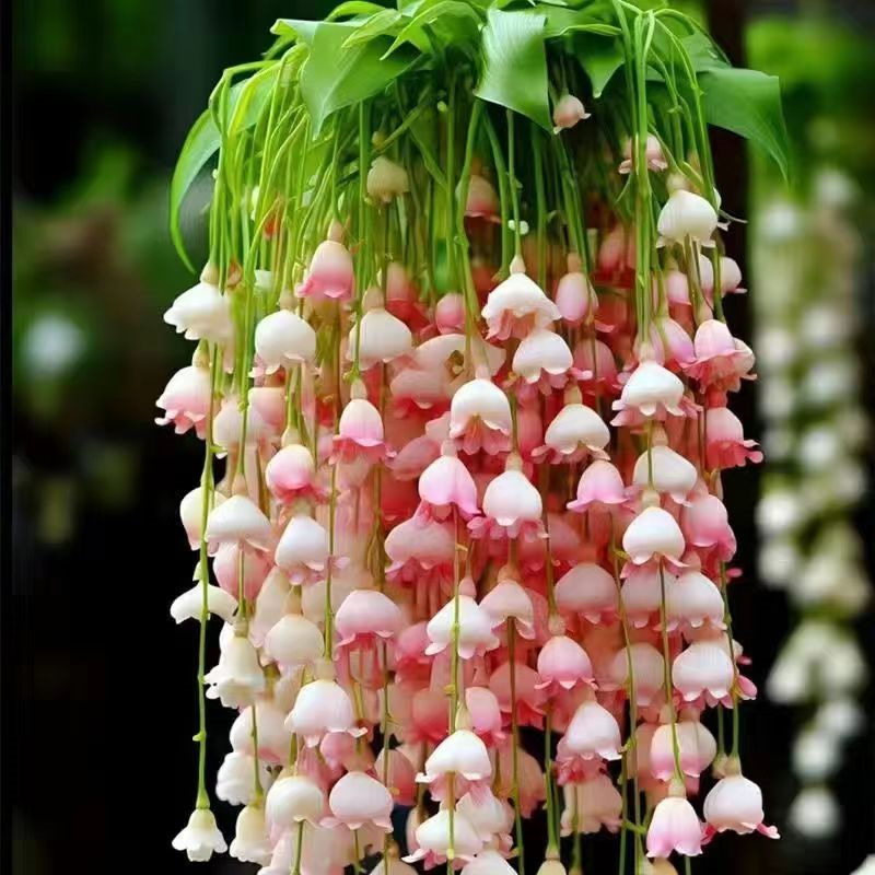 铃兰花苗带芽浓香型花卉绿植阳台室内盆栽多年生耐寒当年开花