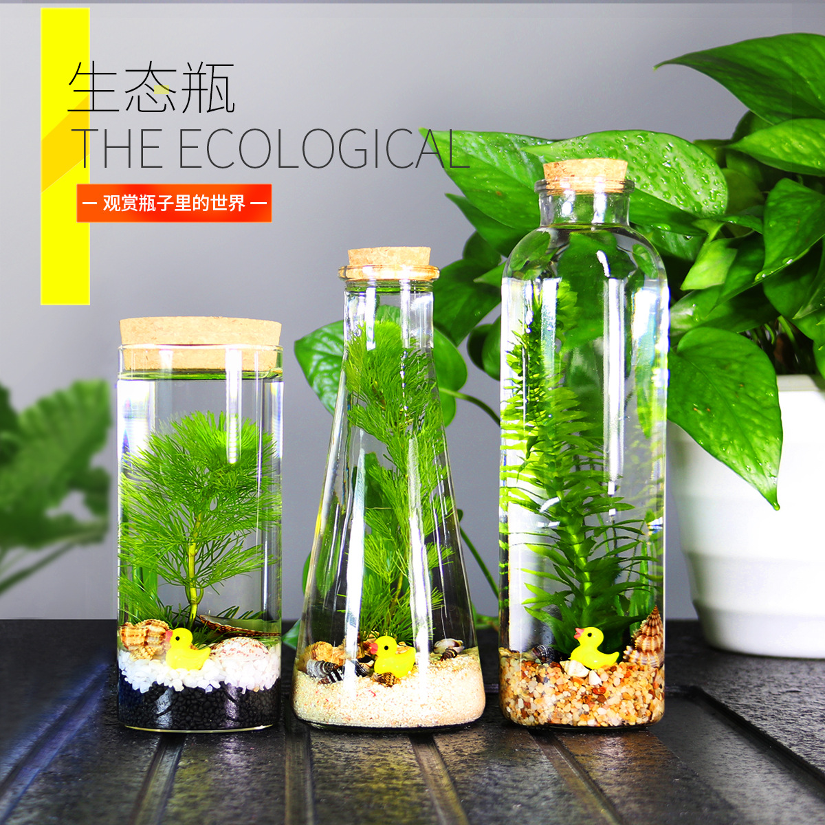 生态瓶微景观免换水斗鱼瓶生态鱼瓶生态鱼缸迷你缸diy造景摆件