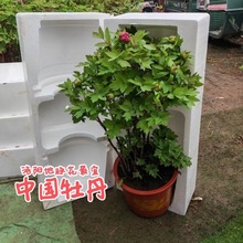 带花牙春季开花牡丹【洛阳发货】重瓣阳台花苞盆栽耐寒老桩庭院