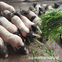 巴马香猪猪苗出售 小香猪成年长多重 哪里卖种母猪苗 宠物小香猪