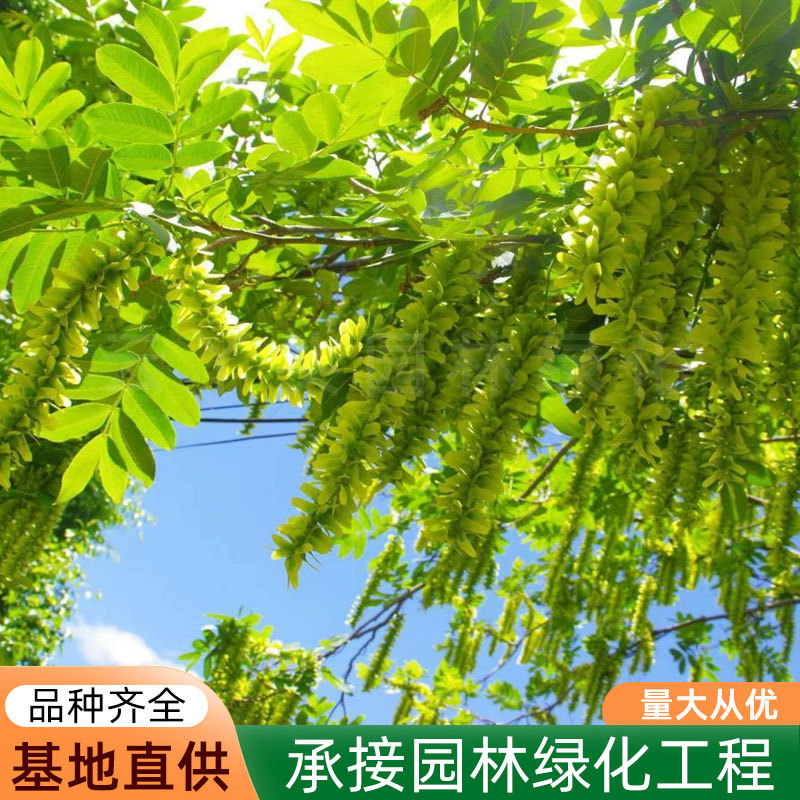 枫杨小苗园林耐寒工程绿化乔木燕柳大树公园道路观赏风景树燕子树