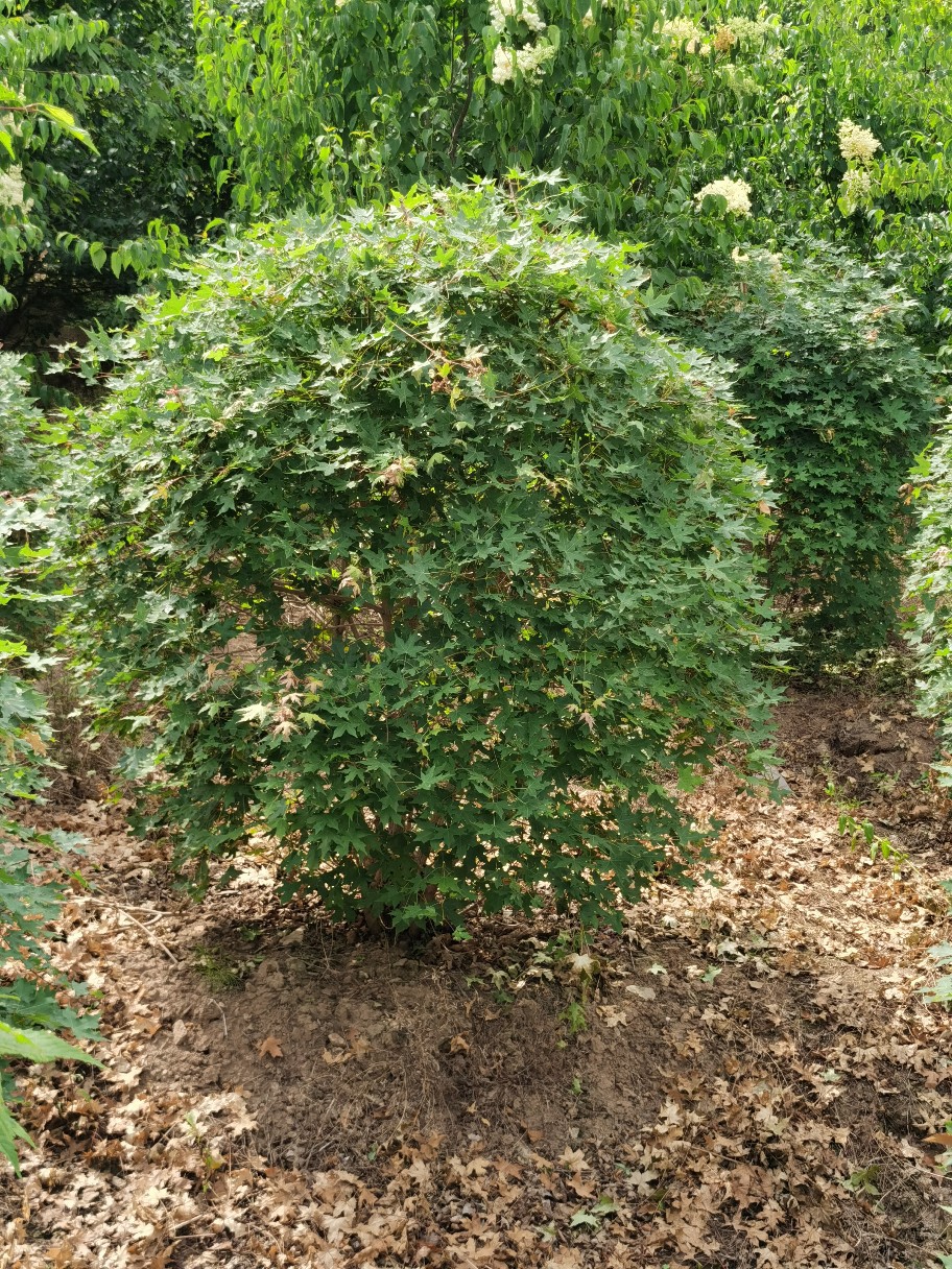三角枫球 茶条槭球 三角枫小苗茶条槭墩小区庭院行道绿篱价格优惠