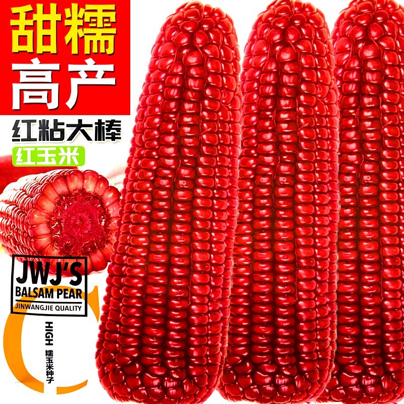 红粘大棒甜糯玉米种籽高产杂交正品白红糯玉米超甜水果甜玉米种孑
