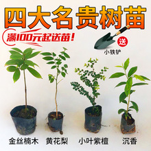 名贵树苗大全种植苗木奇楠沉香庭院海南黄花梨小叶紫檀大红酸枝