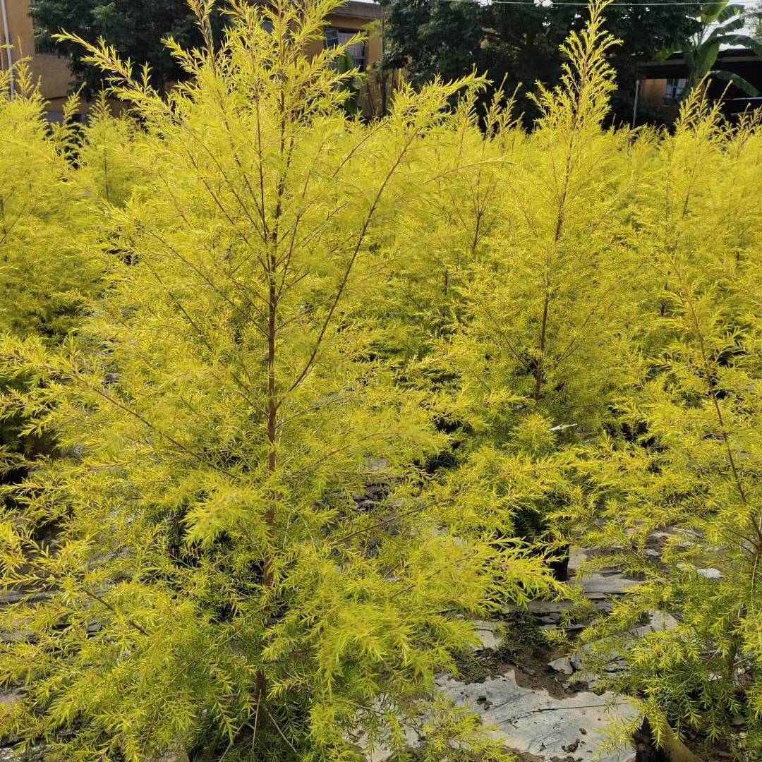 8米浙江千层金黄千层报价