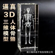 医学院3D立体内雕人体骨骼解剖教学模型摆件送医生同学纪念礼品