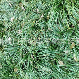 书带草又名麦冬草地被水生植物 长年大量供应批发基地