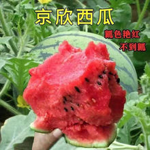 京欣西瓜种子早熟高产特大巨型懒汉西瓜种籽南方超甜春夏四季蔬菜
