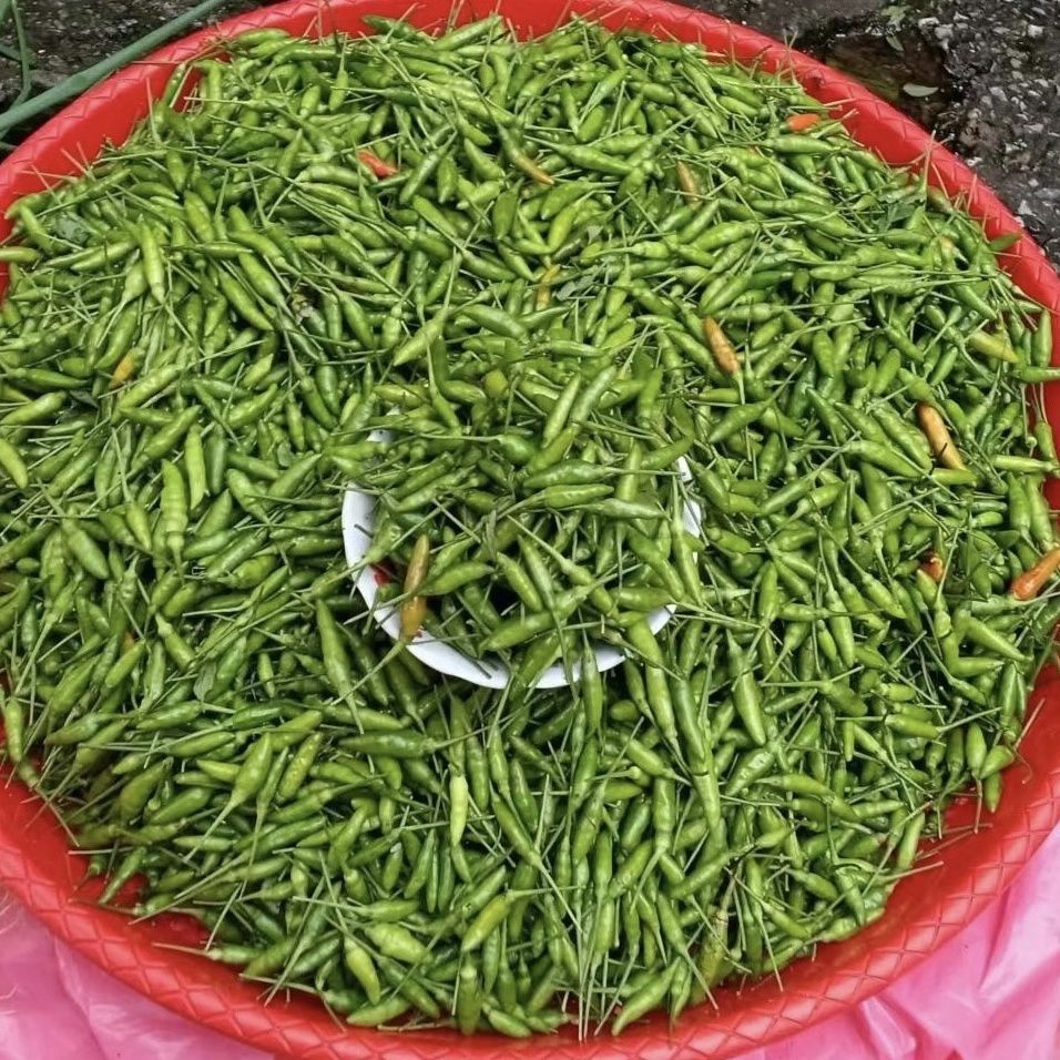 正宗小米辣/云南金平特产小米辣/纯青绿辣子/泡辣子/新鲜小米辣