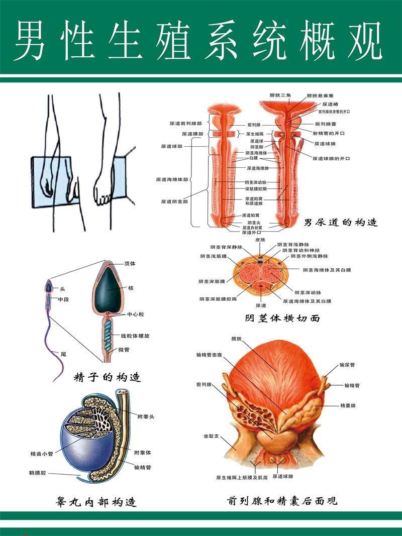 男性生殖系统概观挂图男性生殖器生殖器官海报图片医院科室男科