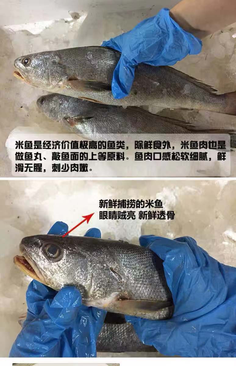 5斤顺丰包邮新鲜海捕鳘鱼 民鱼 米鱼 敏鱼 鮸鱼 鳘鱼胶花胶速冻
