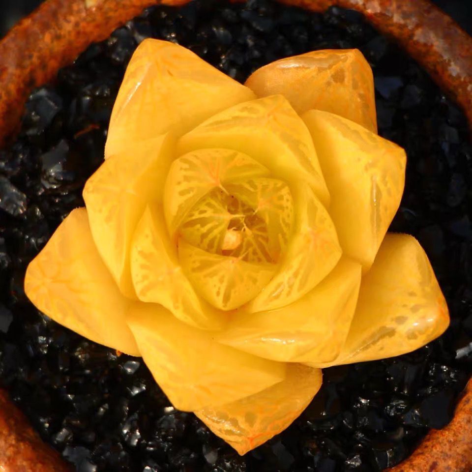 黄金玉露黄金凝脂菊多肉植物盆栽新手好养肉肉室内景天科花卉盆栽