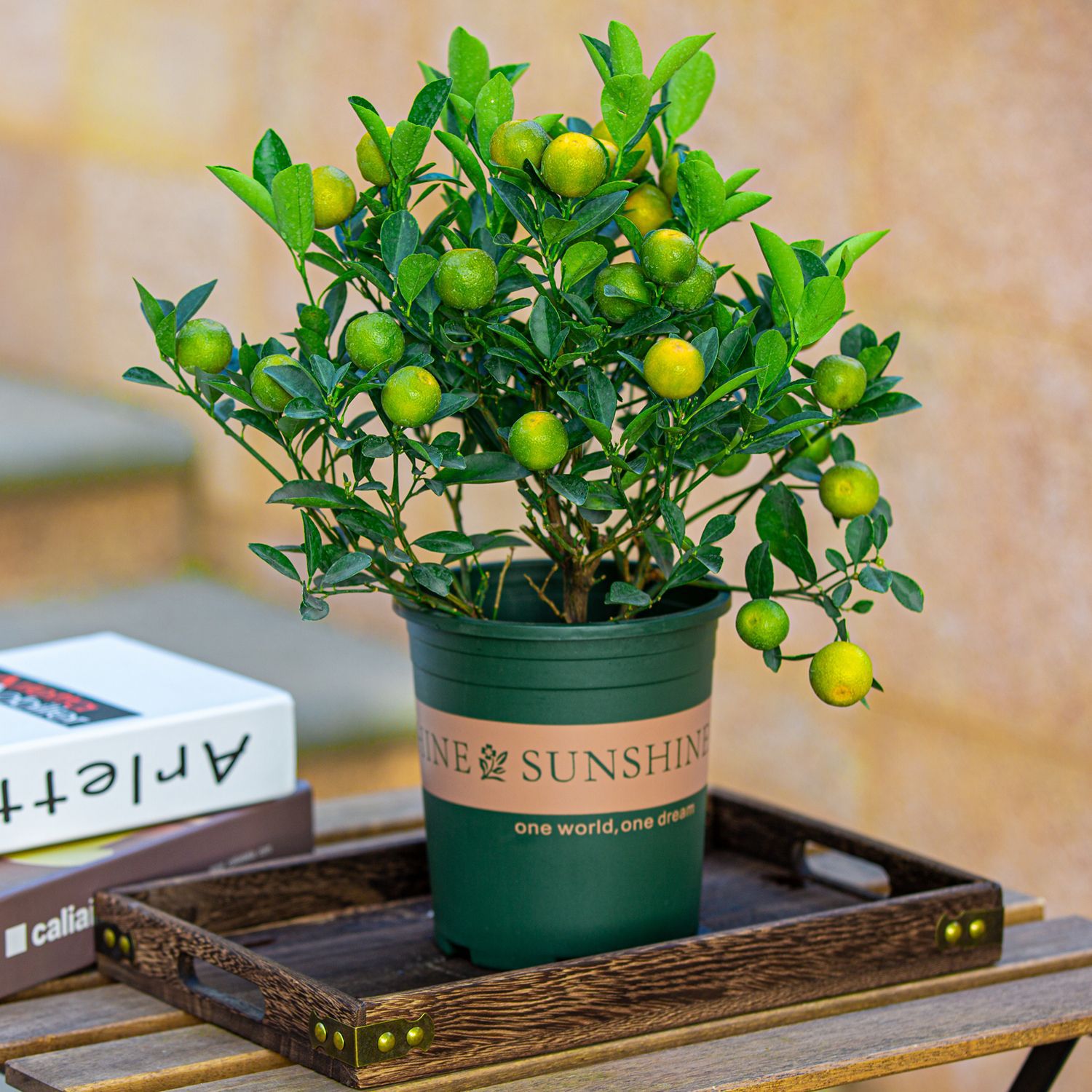 金桔树盆栽带果发货室内客厅植物可食用脆皮金桔树树苗四季观赏