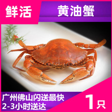 鲜活正宗【头手黄油蟹】 全母油膏螃蟹 大青蟹膏蟹 肉蟹海鲜水产