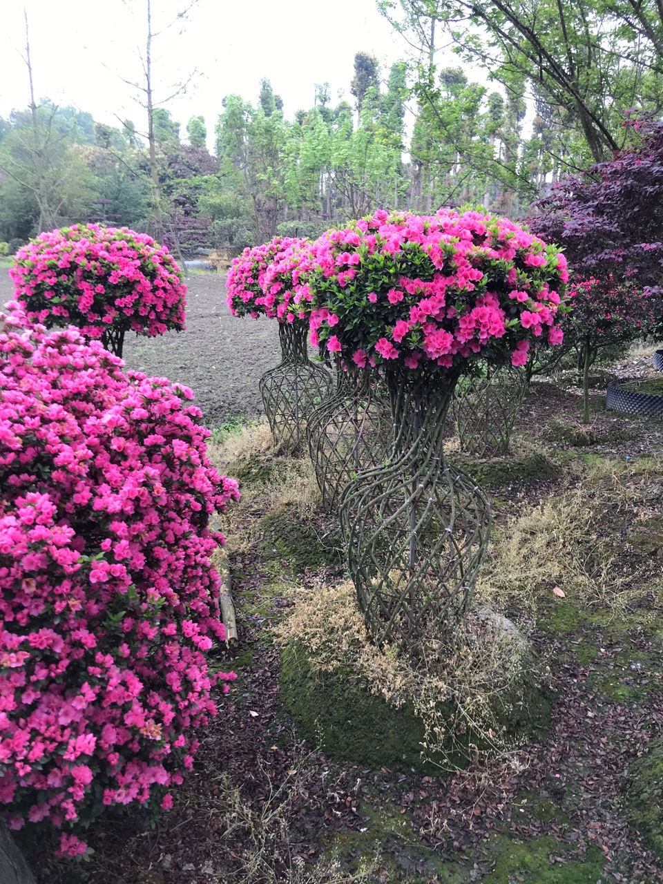 成都造型杜鹃花 杜鹃造型基地