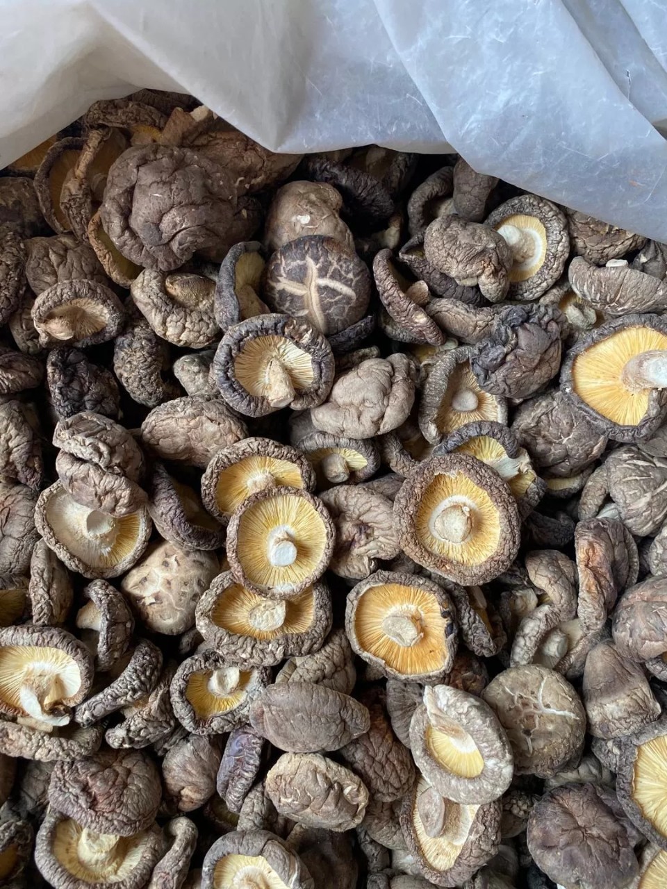 香菇 干货产地批发剪根肉厚商用农家土特产 金钱菇 春栽 香菇