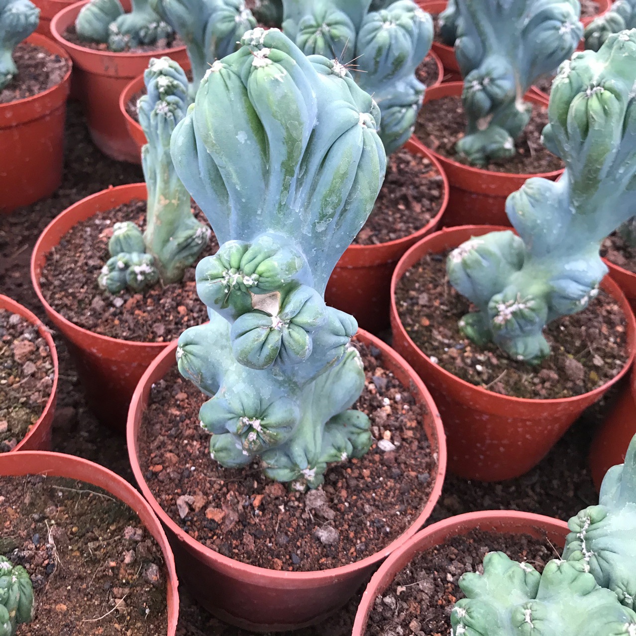 仙人掌仙人球紫云罗汉山影拳多肉植物小盆栽