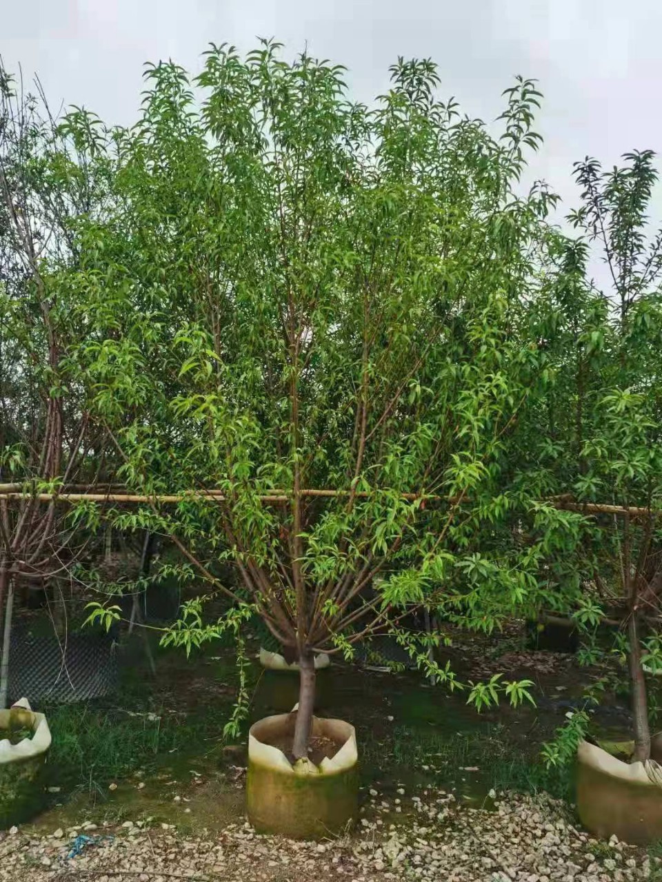 桃树 桃花树碧桃树园林景观风景树5-10公分