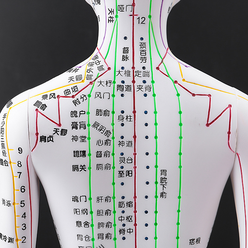 人体经络穴位模型人针灸穴位十二经络图扎针小皮人教学铜人