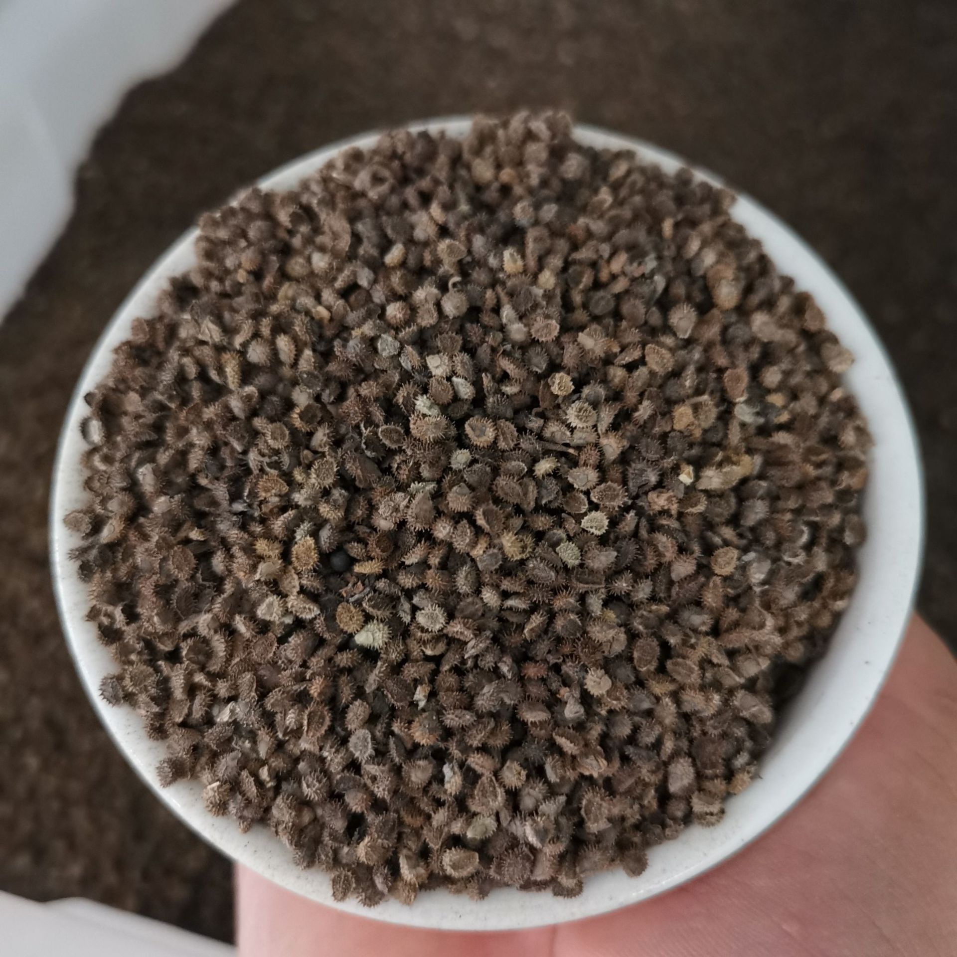 跳舞草种子草本花卉观叶植物种子风流草种子多情草古怪草