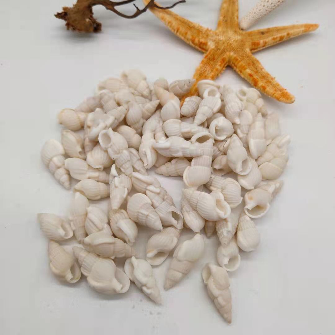 小海螺小贝壳一厘米左右按斤批发 工艺品小米螺