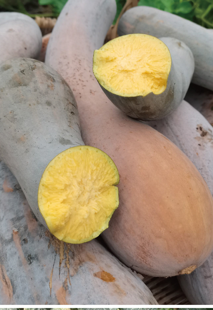 常丰黄狼南瓜种子中早熟菜园农田可播南瓜种籽厂家批发甜糯南瓜子