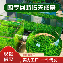 水草泥种子生态家用创意鱼缸玻璃瓶水培植物四季造景鱼缸小型厂家